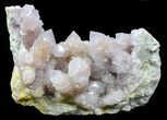 Cactus Quartz (Amethyst) Cluster - South Africa #38998-2